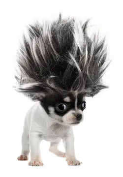 smartpets.online